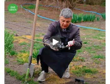 Cum să cultivi Goji gigant: Sfaturi utile pentru o recoltă bogată