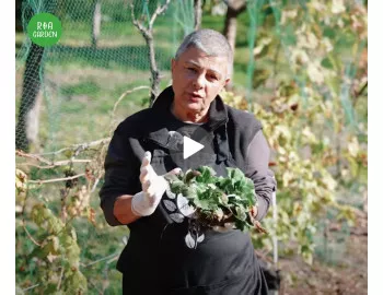 Căpșunile se transplantează toamna. Află de ce!