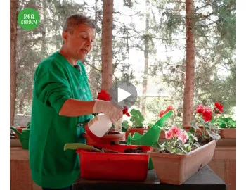 Fertilizarea plantelor decorative prin flori la ghiveci, cu îngrășământ bio Rokosan