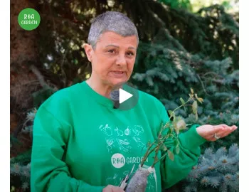 Lucrări aplicate trandafirilor floribunda, în perioada de vegetație