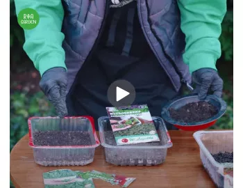 Microplante: cultivare, beneficii și cum se diferențiază de germeni | Tot ce trebuie să știi