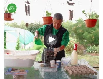 Nu ai grădină? Poți cultiva ceapă și usturoi oricum! Metoda pe care trebuie să o încerci