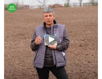Pepene verde: ghid complet pentru cultivare