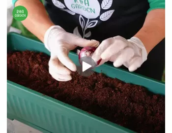 Plantează corect bulbii de toamnă + Cum forțezi înflorirea mai rapidă