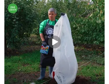 Protecția pomilor fructiferi exotici de gerul iernii
