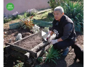 Reamenajarea unui rond cu plante decorative | Explicații și demonstrație