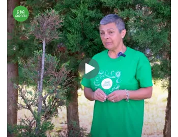 Salvează-ți tuia! Cauzele bolilor la conifere și soluții