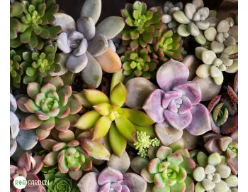 Plantele suculente: Recomandarea ROA Garden pentru cei care uită să își ude florile