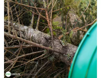 Reutilizarea bradului de Crăciun: O inițiativă ecologică