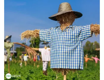 Protejarea recoltei de păsări: Ce alegem între sperietori clasice și metode moderne?