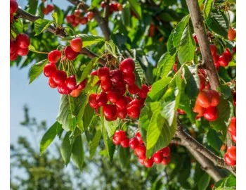 Cireșul - un pom fructifer nelipsit din livezi