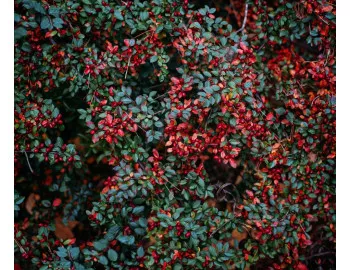 Cotoneaster: varietăți și aplicații în grădină