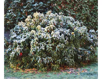 Protejarea termică a rhododendronului pe timpul iernii, în 9 pași
