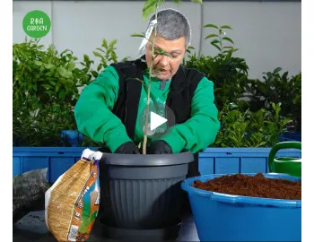 Citricele – Secrete de cultivare | Beneficii, plantare la ghiveci și lucrări de întreținere