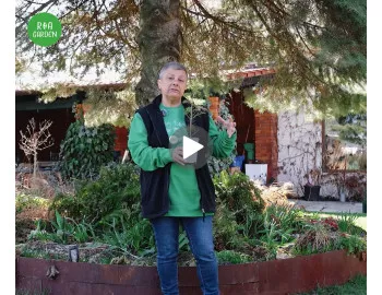 Bradul concolor (Abies concolor) – Caracteristici și utilizări în peisagistică