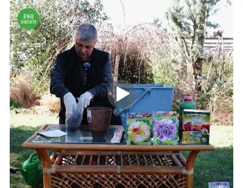 Plantarea daliei la ghiveci | Alegerea soiului potrivit + demonstrație practică