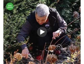 Tăierile de primăvară la Hortensia paniculata | Ghidul pe care îl așteptai 