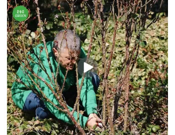 Tăierea trandafirilor – Reguli, tehnici și recomandări de la specialistul ROA Garden