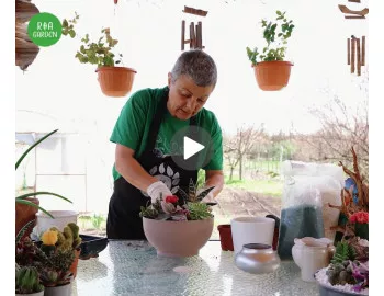 Aranjamente de interior cu plante suculente | Idei simple și spectaculoase pentru decorul casei