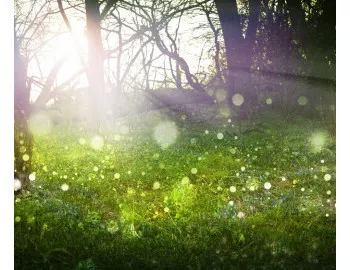 Grădină cu aspect de pădure: farmec natural și frumusețe absolută