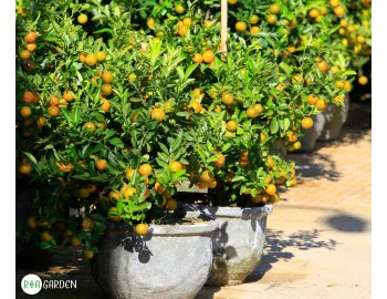 Cum valorifici fructele de kumquat? Idei delicioase și surprinzătoare