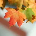 Arțar (Acer platanoides)
