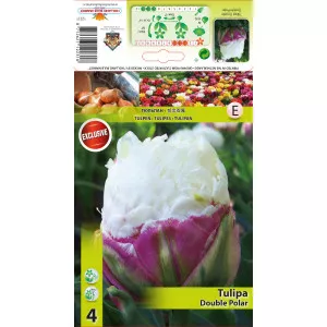 Lalele duble tip bujor Double Polar