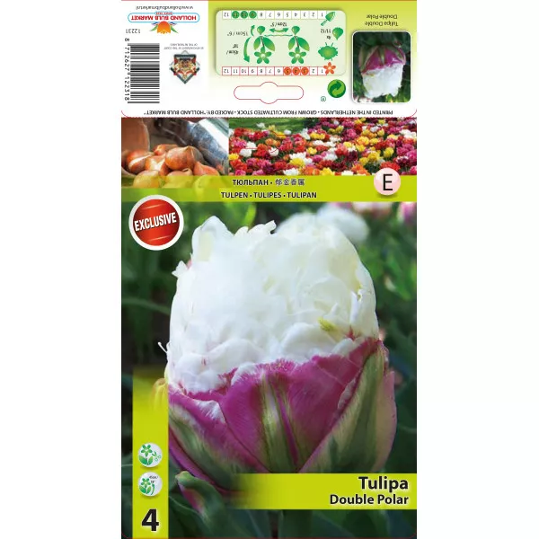 Lalele duble tip bujor Double Polar