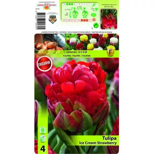Lalele duble tip bujor Ice Cream Strawberry