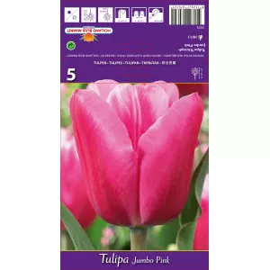 Lalele triumph Jumbo Pink