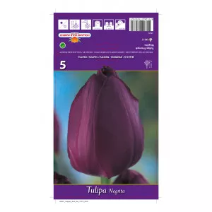 Lalele triumph Negrita