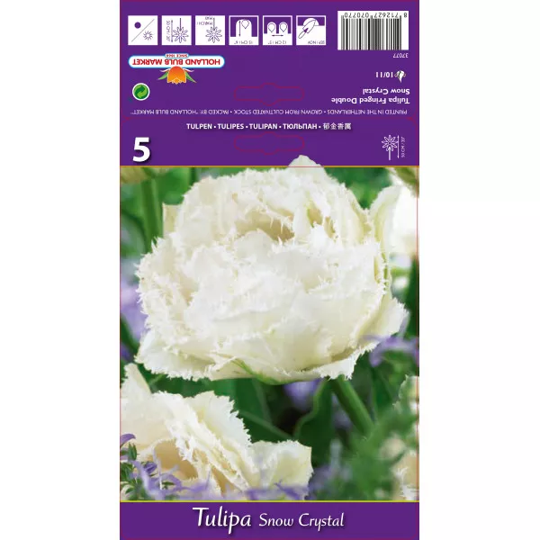 Lalele franjurate Snow Crystal