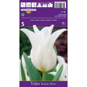 Lalele tip crin Ballade White