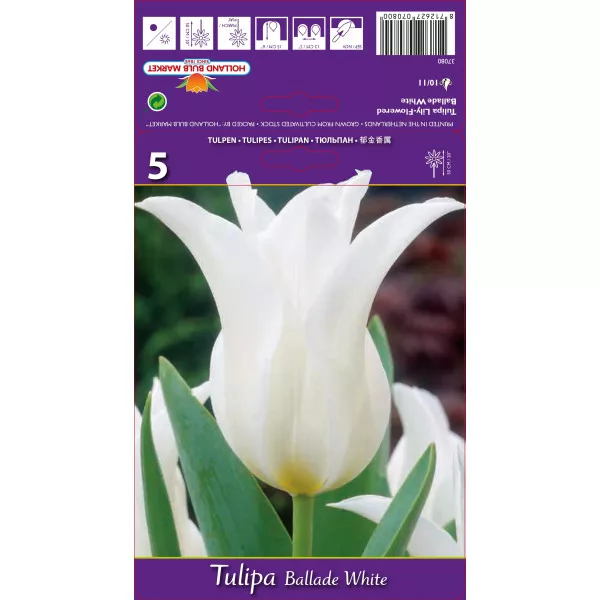 Lalele tip crin Ballade White