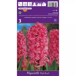 Zambile Pink Pearl