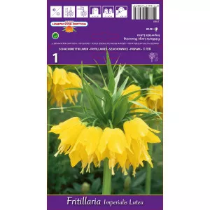 Lalea imperială (Fritillaria) Lutea