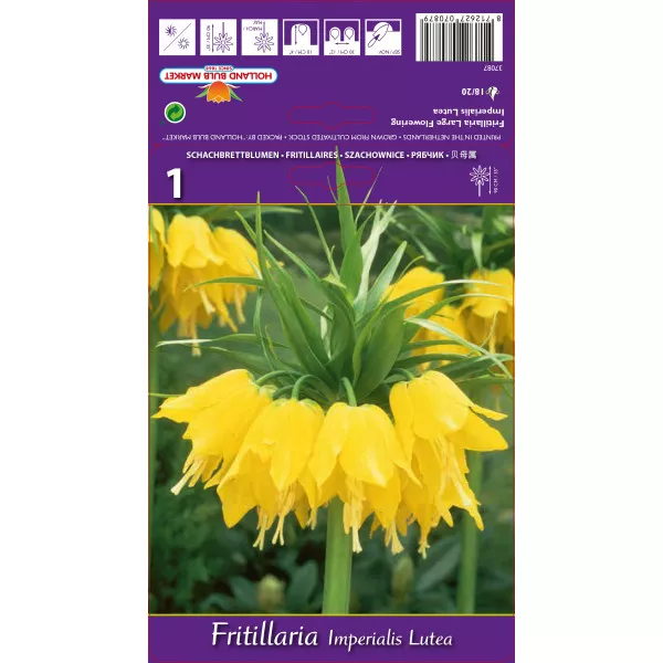 Lalea imperială (Fritillaria) Lutea