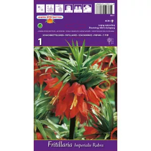 Lalea imperială (Fritillaria) Rubra