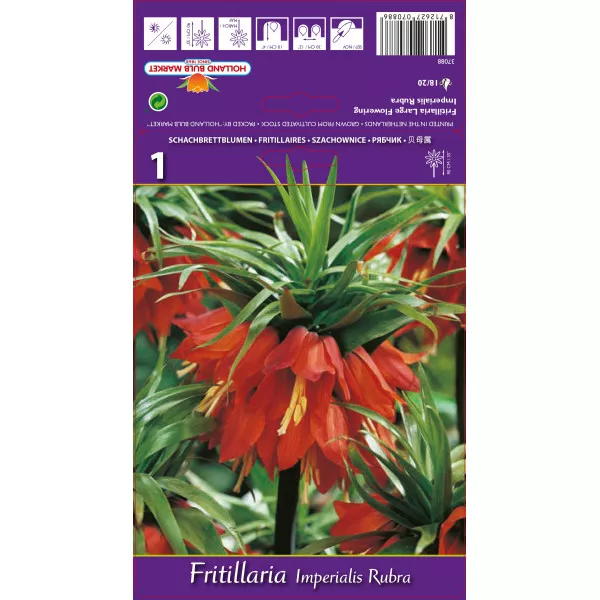 Lalea imperială (Fritillaria) Rubra