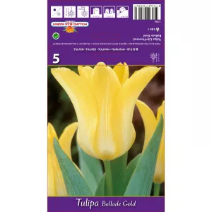 Lalele tip crin Ballade Gold