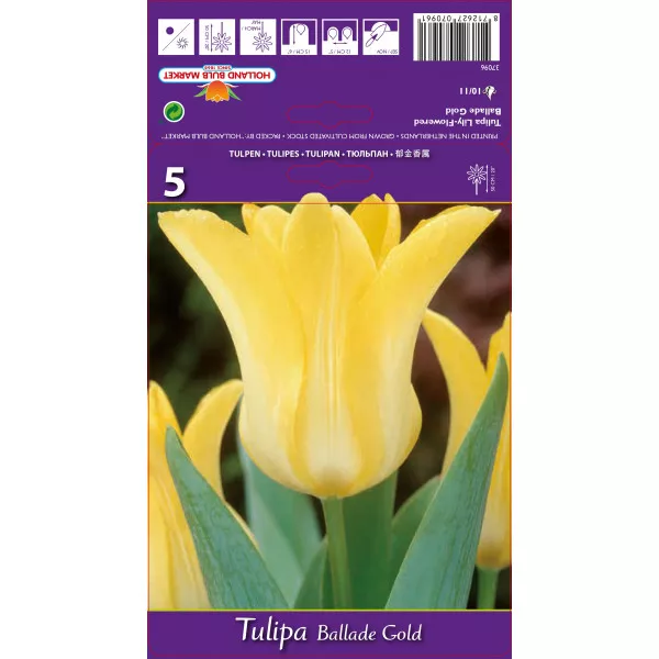 Lalele tip crin Ballade Gold