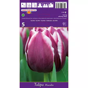 Lalele triumph Muralto