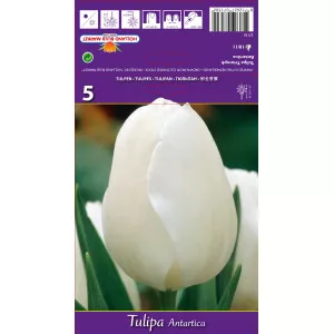 Lalele triumph Antartica