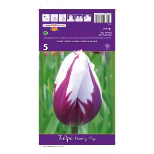 Lalele triumph Flaming Flag