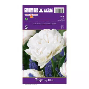 Lalele duble (bătute) Up White
