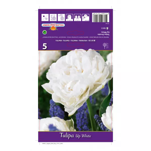 Lalele duble (bătute) Up White