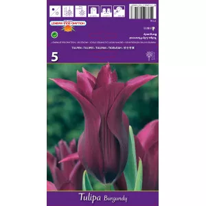 Lalele tip crin Burgundy
