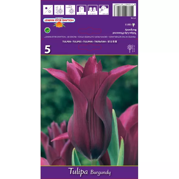 Lalele tip crin Burgundy