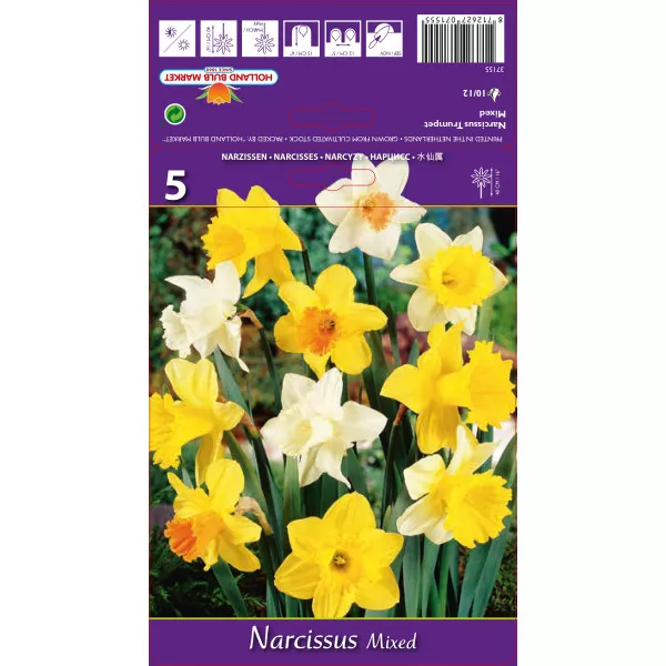 Narcise cu cupă mare mix multicolor