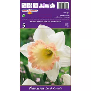Narcise cu cupă mare British Gamble